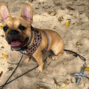 Dogholder "PegPet" für Haustiere bis 40 kg  Erdbodenanker Wohnmobil Wohnwagen – Peggy Peg